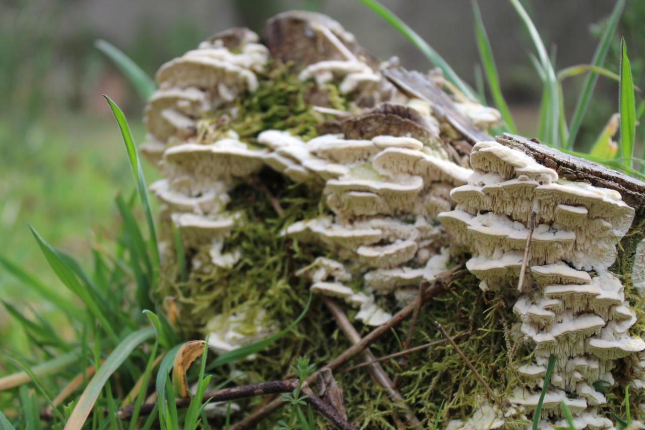 Casa Boletus Villa Castro Laboreiro Buitenkant foto
